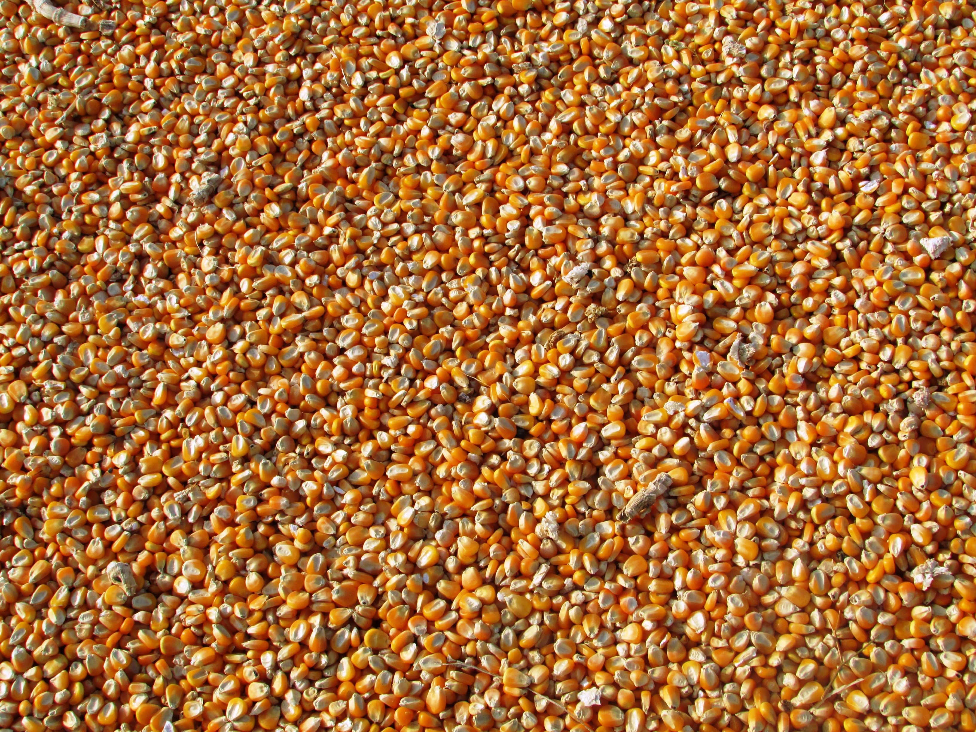 Corn-derived sweetener