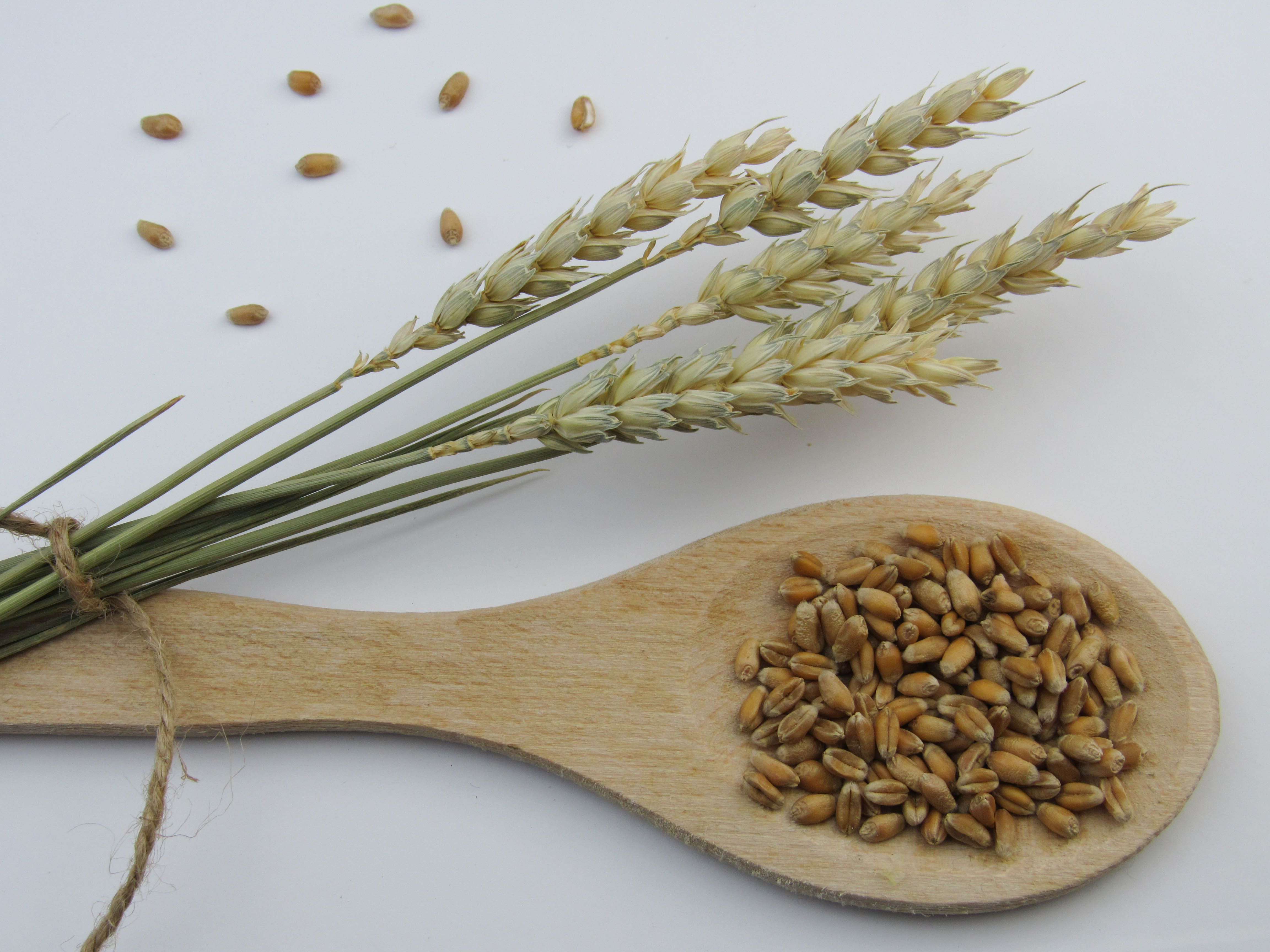 Grains (Corn, Wheat, Barley)