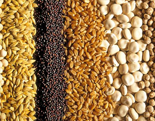 Photograph: Grains