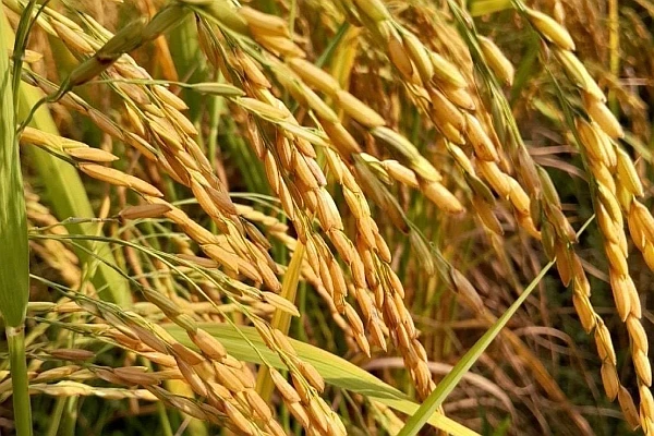 Web image: Rice Based Ingredients